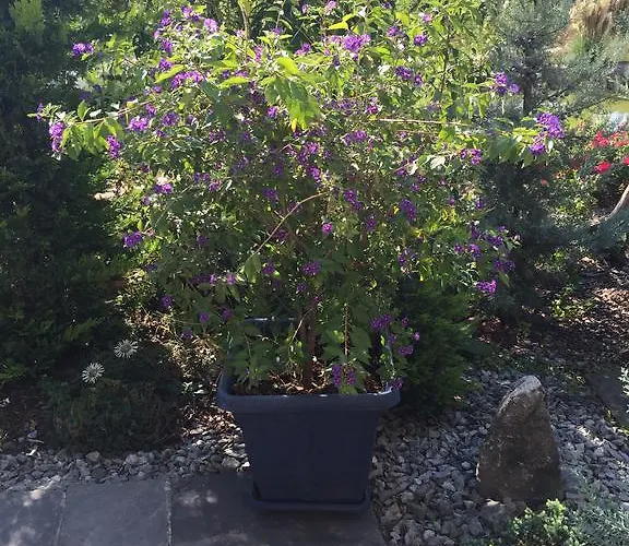 Vogesenblick Mahlberg